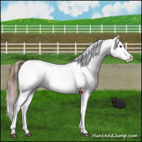 Horse Color:Red Dun Appaloosa 
