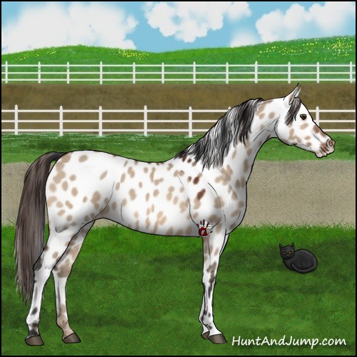 Horse Color:Bay Dun Near Leopard