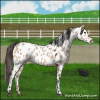 Horse Color:Bay Dun Near Leopard