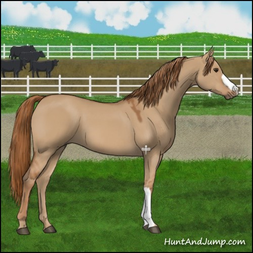 Horse Color:Red Dun 