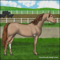 Horse Color:Red Dun 