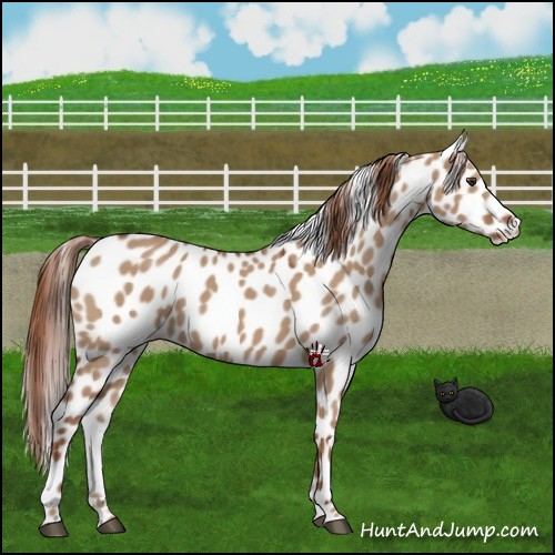 Horse Color:Red Dun Leopard 