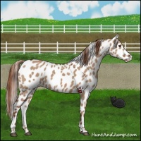 Horse Color:Red Dun Appaloosa 