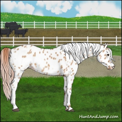 Horse Color:White Spotted Red Dun Leopard 