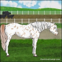 Horse Color:White Spotted Red Dun Leopard
