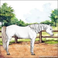 Horse Color:Gray White Spotted Red Dun Appaloosa 