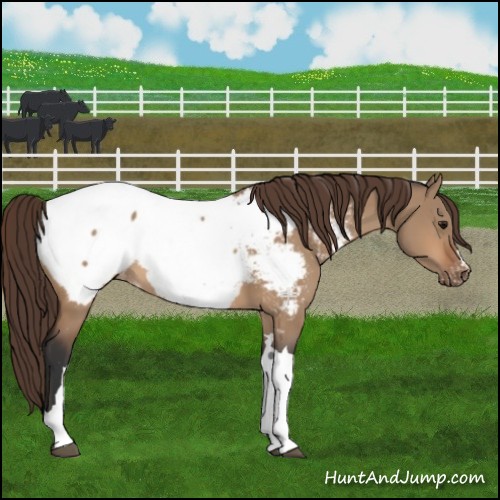 Horse Color:Bay Dun Appaloosa 