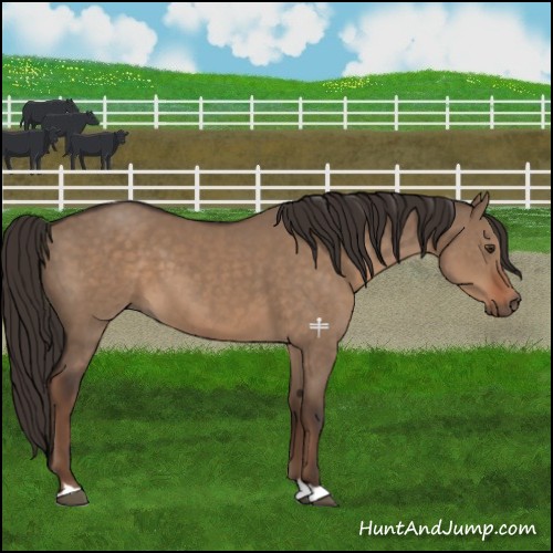 Horse Color:Liver Red Dun 