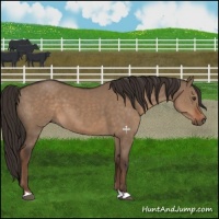 Horse Color:Liver Red Dun 