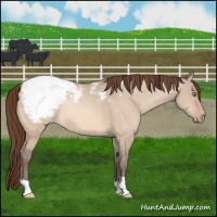 Horse Color:Amber Champagne Dun Appaloosa 
