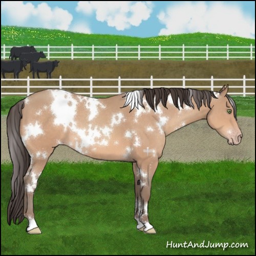 Horse Color:White Spotted Amber Champagne 