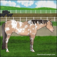 Horse Color:White Spotted Amber Champagne 