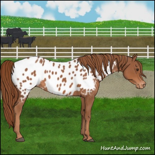 Horse Color:Chestnut Appaloosa 