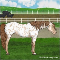 Horse Color:Liver Red Dun Pearl Appaloosa 