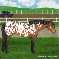 Horse Color:Bay Near Leopard