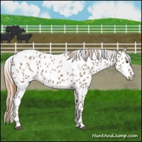 Horse Color:White Spotted Liver Red Dun Appaloosa 