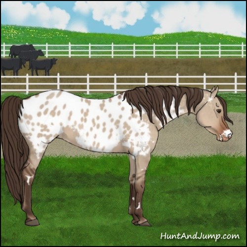 Horse Color:White Spotted Liver Red Dun Appaloosa 