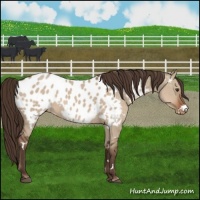 Horse Color:White Spotted Liver Red Dun Appaloosa 