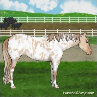 Horse Color:White Spotted Red Dun Appaloosa 