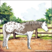 Horse Color:Silver Grullo Splash Appaloosa 