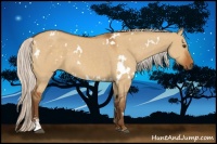 Horse Color:White Spotted Silver Buckskin Dun Sabino 