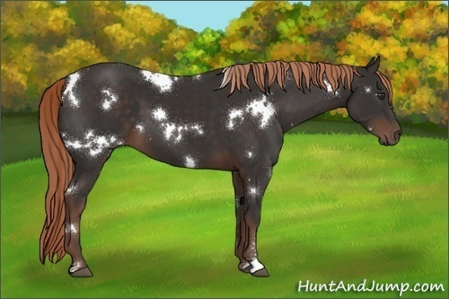 Horse Color:White Spotted Liver Chestnut Sabino 