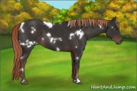 Horse Color:White Spotted Liver Chestnut Sabino 