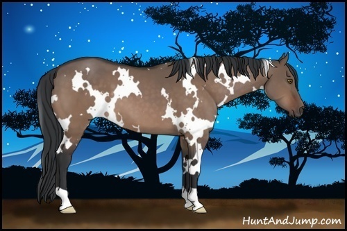 Horse Color:White Spotted Brown Dun 