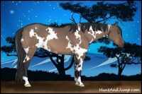 Horse Color:White Spotted Brown Dun