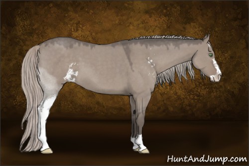 Horse Color:Silver Grullo Roan Sabino 