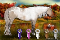 Horse Color:White Spotted Silver Brown Roan Dun 