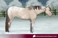 Horse Color:White Spotted Classic Champagne Dun Tobiano Frame 