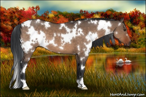 Horse Color:White Spotted Brown Dun 