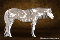 Horse Color:Silver Grullo Sabino 