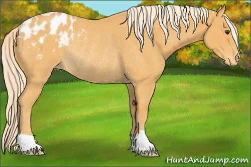 Horse Color:Palomino Roan Appaloosa Rabicano 