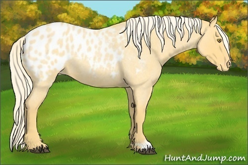 Horse Color:Palomino Roan Appaloosa