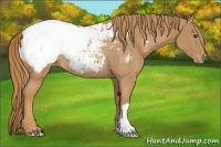 Horse Color:Chestnut Appaloosa Rabicano 