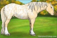 Horse Color:Palomino Roan Blanket 