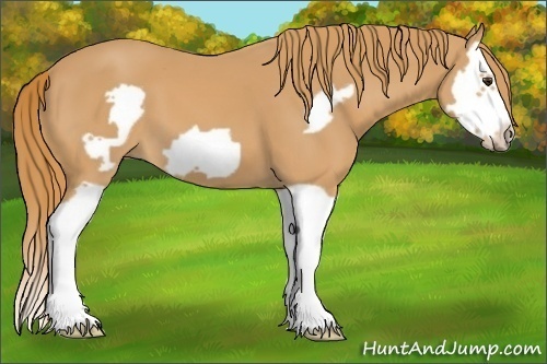 Horse Color:Chestnut Splash Frame