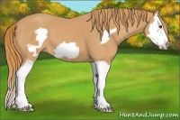 Horse Color:Chestnut Splash Frame