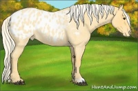 Horse Color:Palomino Roan Appaloosa