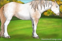 Horse Color:White Spotted Gold Champagne Rabicano