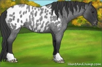 Horse Color:Blue Roan Appaloosa Rabicano 
