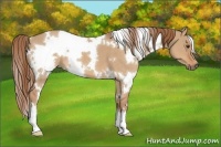 Horse Color:White Spotted Red Dun 
