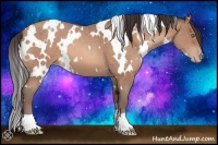 Horse Color:White Spotted Sable Champagne Roan 