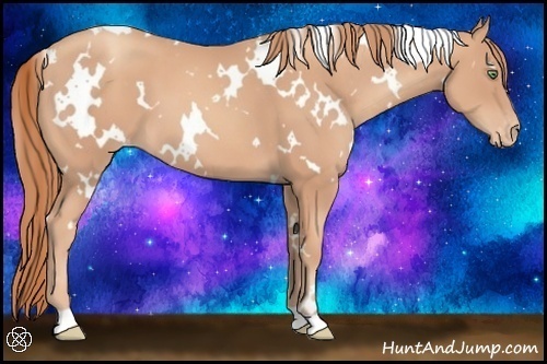 Horse Color:White Spotted Gold Champagne Appaloosa