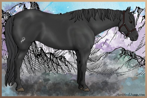 Horse Color:Black 
