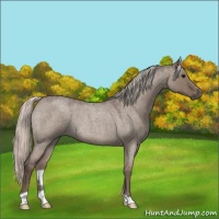 Horse Color:Silver Grullo Roan Rabicano 