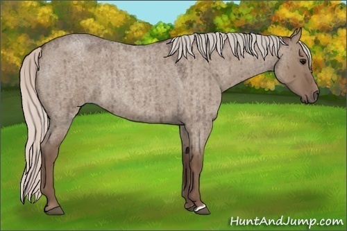 Horse Color:Silver Grullo Roan Rabicano 