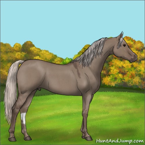 Horse Color:Silver Grullo Roan 